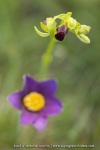 Ophrys sulcata