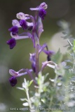 Anacamptis longicornu