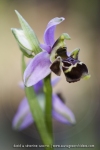 Ophrys scolopax