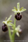Ophrys exaltata ssp. marzuela