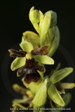 Ophrys aymoninii