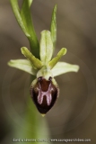Ophrys provincialis