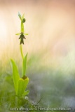 Ophrys mouche en plein pied - Ophrys insectifera
