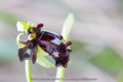 Ophrys mouche lusus présentant plusieurs labelles - Ophrys insectifera