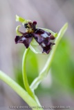 Ophrys mouche lusus présentant plusieurs labelles - Ophrys insectifera