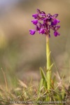 Orchis bouffon
