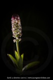 Orchis brûlé