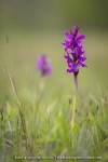 Orchis de Traunsteiner (Dactylorhize) - Dactylorhiza traunsteineri