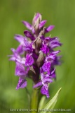 Orchis des Alpes (Dactylorhize) - Dactylorhiza alpestris