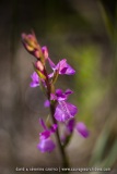 Orchis des marais - Anacamptis palustris