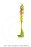 Orchis homme-pendu