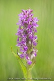 Orchis incarnat