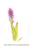 Orchis incarnat