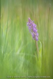 Orchis incarnat