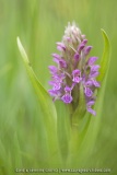 Orchis incarnat (Dactylorhize) - Dactylorhiza incarnata