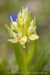 Inflorescence d'Orchis sureau - Dactylorhiza sambucina