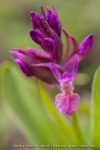 Inflorescence d'Orchis sureau forme rouge - Dactylorhiza sambucina var. rubra
