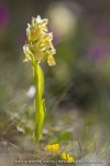 Orchis sureau
