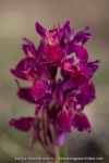Orchis sureau