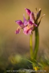 Orchis sureau