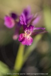 Orchis sureau