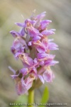 Orchis sureau