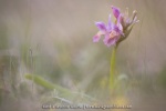 Orchis sureau