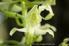 Platanthera chlorantha