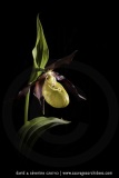 Sabot de Vénus sur fond noir - Cypripedium calceolus