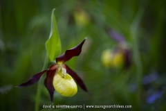 Sabot de Vénus - Cypripedium calceolus