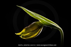 Sabot de Vénus en bouton - Cypripedium calceolus