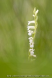 Spiranthe d'été