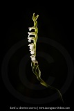 Spiranthe d'été