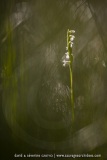 Spiranthe d'été