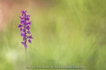 Orchis mâle
