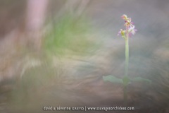 Listère à feuilles en coeur