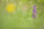 Orchis mâle