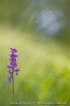 Orchis mâle