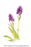 Orchis des Alpes - Dactylorhiza alpestris