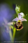 Ophrys bourdon