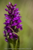Orchis des Alpes