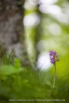 Orchis mâle