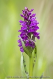 Orchis des Alpes - Dactylorhiza alpestris