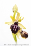 Ophrys de la passion