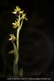 Ophrys passionis