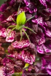 Micrommata virescens