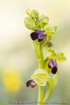 Ophrys sulcata