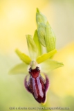 Ophrys passionis