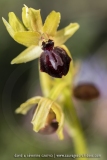 Ophrys de la passion