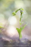 Epipactis à feuilles pendantes